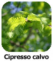 Cipresso calvo